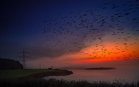 flock of black birds at sunset thumbnail
