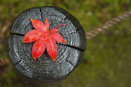 red leaf on black wooden surface thumbnail