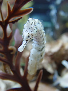 closeup photo of white seahorse thumbnail