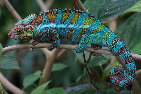chameleon on branch of tree thumbnail