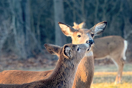 two brown deers kissing thumbnail