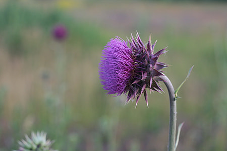 selective focus photography of purple thistle thumbnail