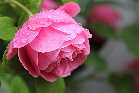 macro shot photo of pink flower thumbnail