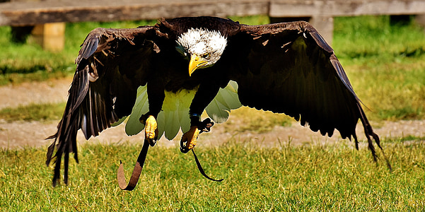 black bald eagle thumbnail