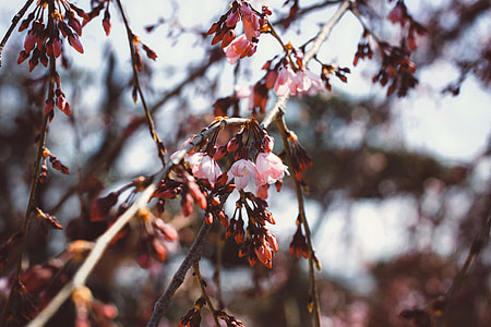 Flowers of Spring thumbnail