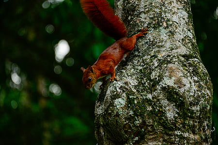 brown squirrel thumbnail