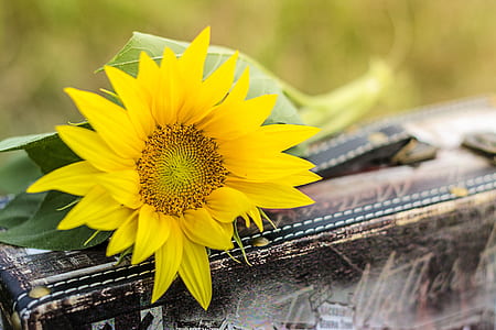 close up photo of yellow sunflower on brown wooden box thumbnail