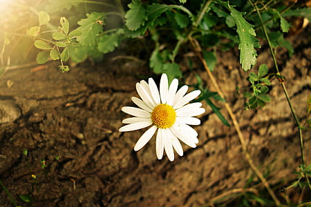White Yellow Daisy Flower thumbnail