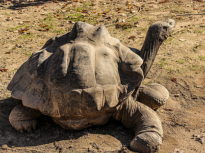 tortoise near grasses thumbnail