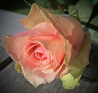 pink rose in bloom close up photo thumbnail