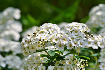 shallow focus photography of white flowers thumbnail