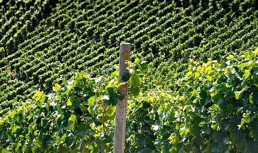 green vegetable garden at daytime thumbnail