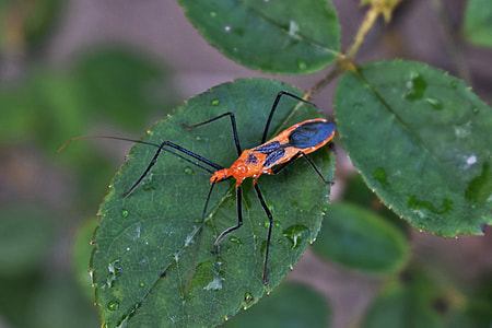 Milkweed Assassin Bug, Assassin Bug thumbnail