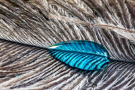 gray feather with blue water drop thumbnail