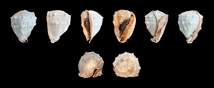 closeup photo of eight seashells thumbnail