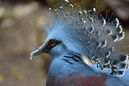 gray and brown bird thumbnail