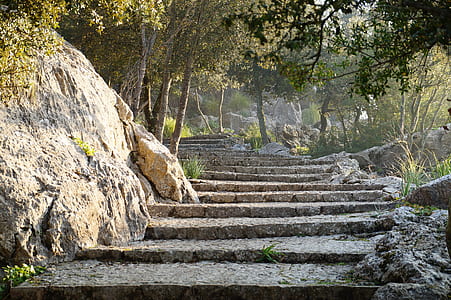 grey concrete stairs near tall trees during daytime thumbnail