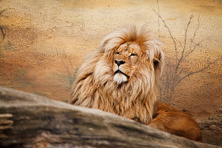 brown lion near leafless plant thumbnail