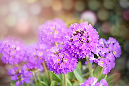 close up photography of pink cluster flowers thumbnail