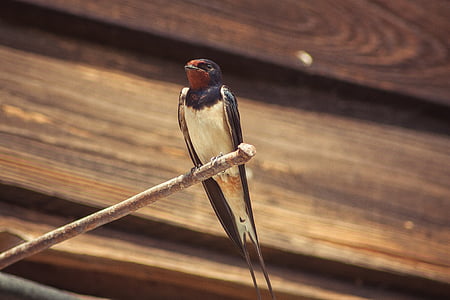 hummingbird on stick thumbnail