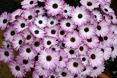 close view of pink flowers thumbnail