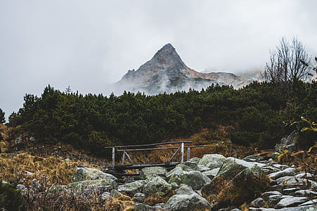 green trees in front of mountain thumbnail
