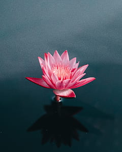 focus photography of pink waterlily on body of water thumbnail