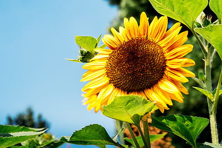 Garden of sunflowers at summer. Detail of sunflower thumbnail