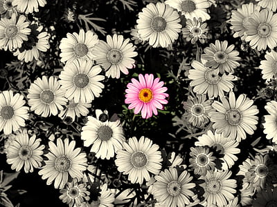 selected colors photography of pink Gerbera flower in bloom thumbnail