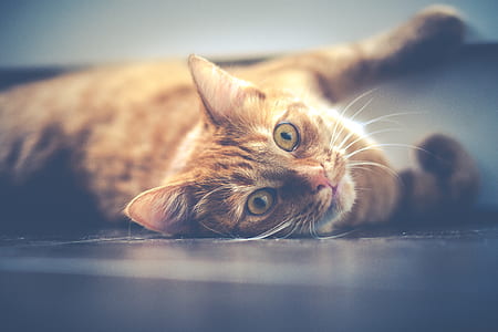 orange tabby kitten lying on black pavement thumbnail