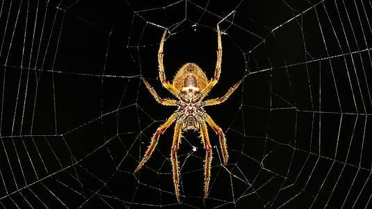 yellow barn spider low angle photography at night time thumbnail