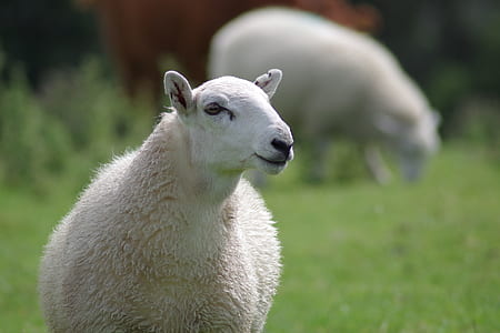 white lamb thumbnail