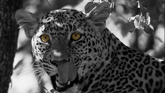 grayscale photo of leopard thumbnail