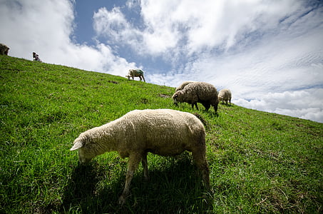 group of white lambs on ground thumbnail