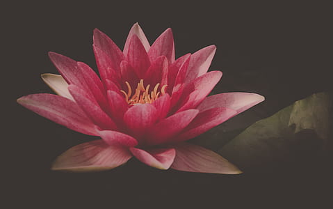 closed up photography petaled flower thumbnail