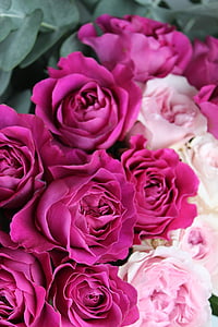selective focus photography of pink and white roses thumbnail