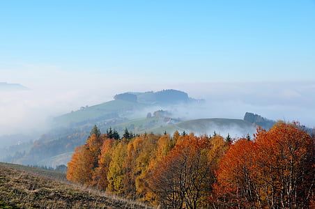 brown leafed trees thumbnail