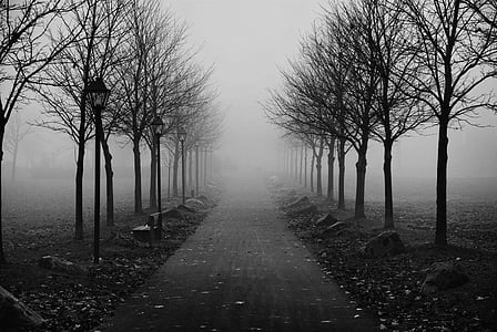 grayscale photo of pathway between bare trees surrounded by fogs thumbnail