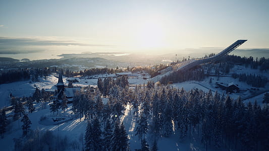 pine trees during sunrise in aerial view photography thumbnail