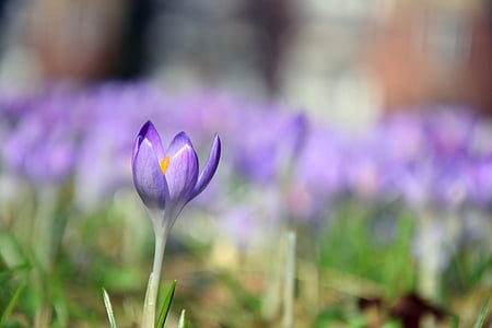 purple flowers thumbnail