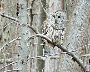 brown and white owl on tree branch thumbnail
