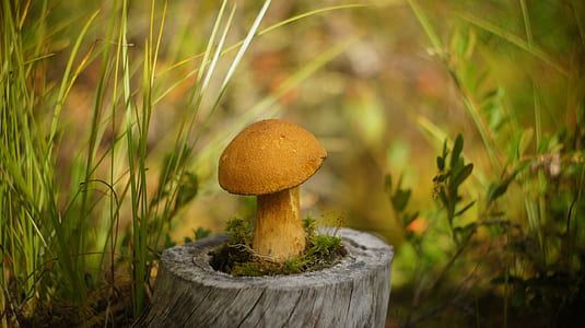 brown mushroom selective focal photo thumbnail