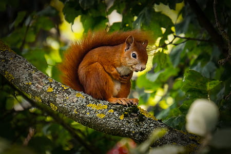 nature, summer, animal, cute thumbnail