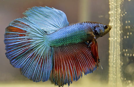 close-up photo of white and red betta fish thumbnail
