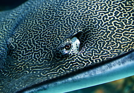 black and white sting-ray thumbnail