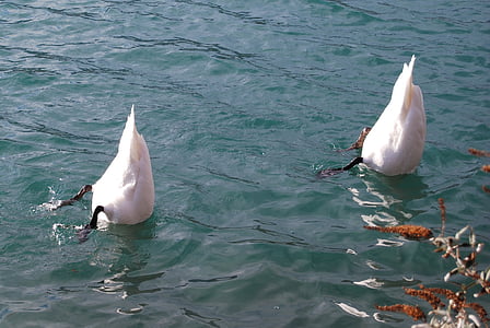 two ducks on water thumbnail