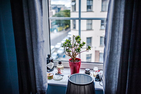 green potted plant on window thumbnail