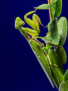 green grasshopper thumbnail