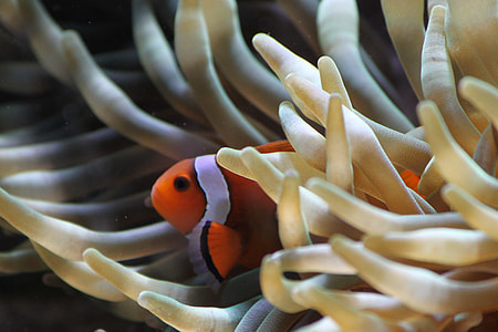 macro photography of clown fish thumbnail