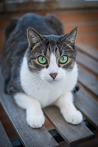 white, black, and gray tabby cat on brown wooden chair thumbnail